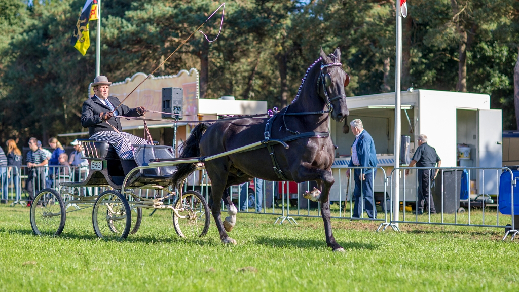 Lierop Fokpaardendag 2016 (82).jpg - Lierop Fokpaardendag 2016